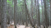 PICTURES/Glacier - Avalanche Lake/t_Trees On Path1.JPG